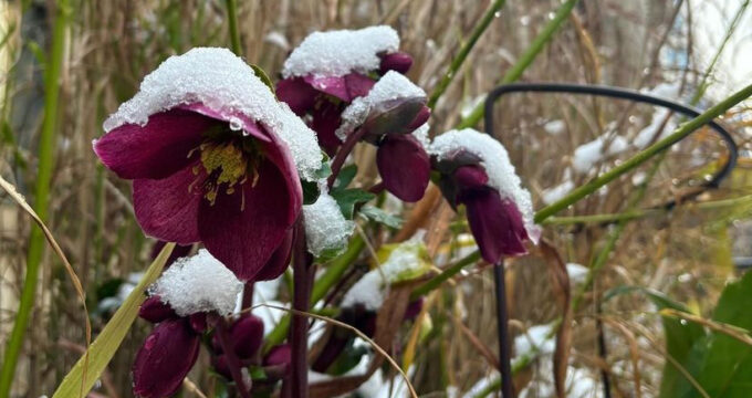 Hellebores in the garden