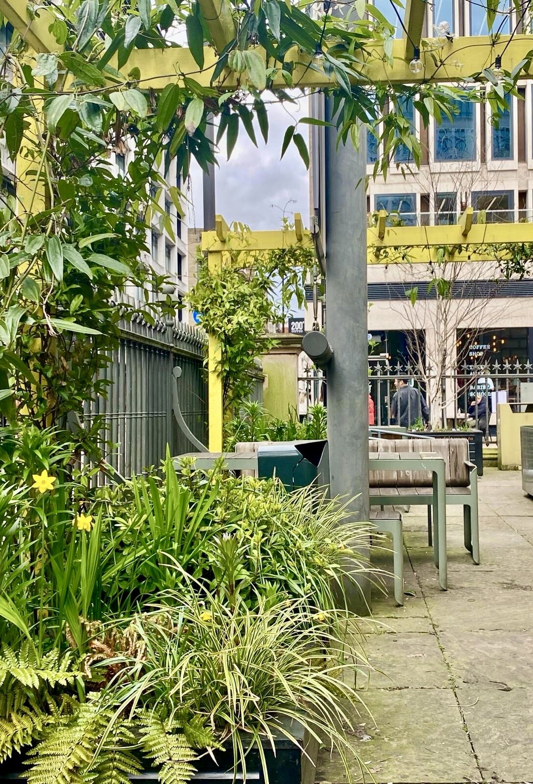 This image depicts a lush, green outdoor area filled with various plants and vegetation. The center of the frame is dominated by a tall, slender tree trunk with overhanging leafy branches that create a canopy-like effect. Surrounding the tree are vibrant green shrubs, bushes, and grassy plants that add texture and depth to the scene. In the background, glimpses of buildings and urban structures can be seen, suggesting this green space is located within a city or town setting. The presence of benches and fencing hints at this being a public park or courtyard area designed for rest and relaxation amid the natural elements.