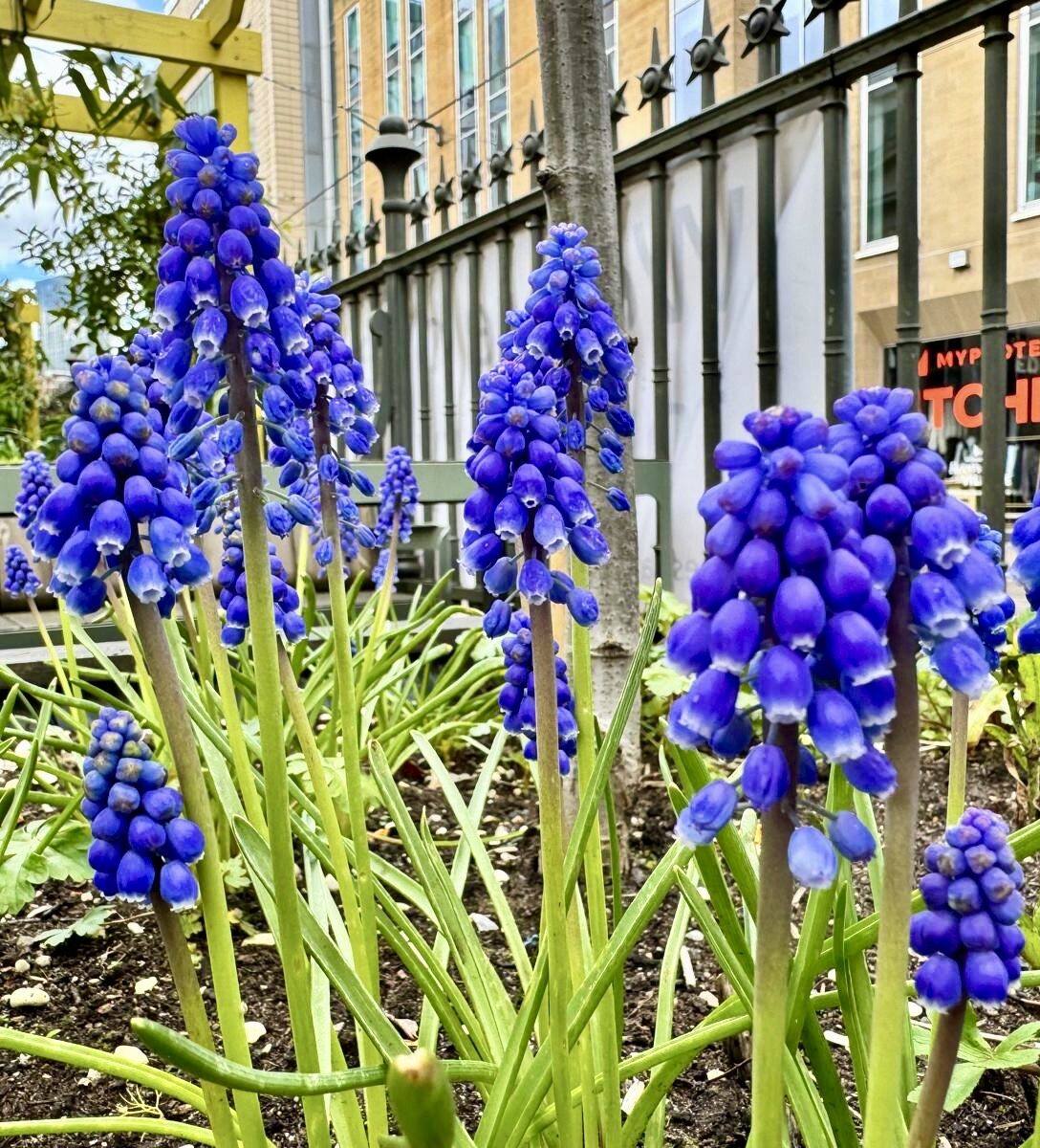 Close-up of vibrant blue grape hyacinth flowers in an urban garden, with a background featuring a building and a fence.