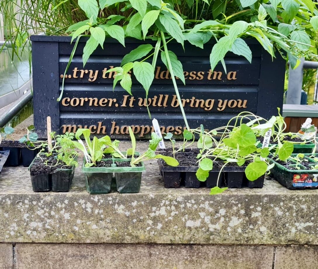 Small seedlings in various plastic trays are placed on a stone surface in front of a planter with climbing plants and a quote that reads,