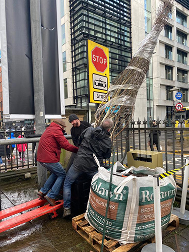 tree being planted