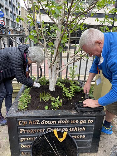 Two volunteers planting seedlings into a planter in the garden