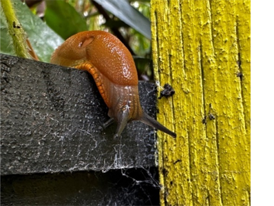 snail looking out over a portion of the fence