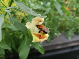 macro image of a bee sucking nectar from a yellow flower